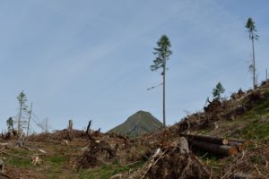 i segni lasciati da VAIA sullo sfondo il Col di Lana